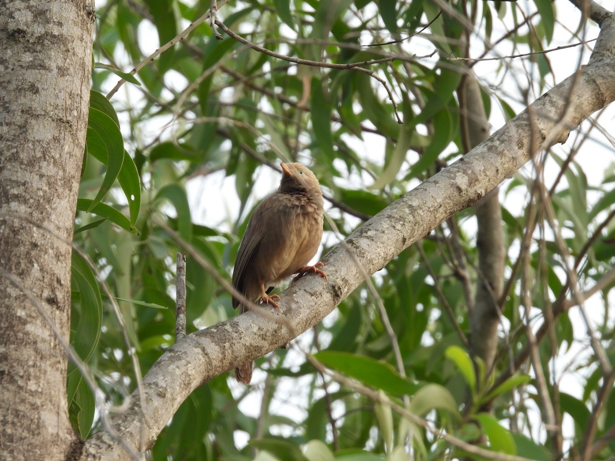 Yellow-billed Babbler - ML619612931