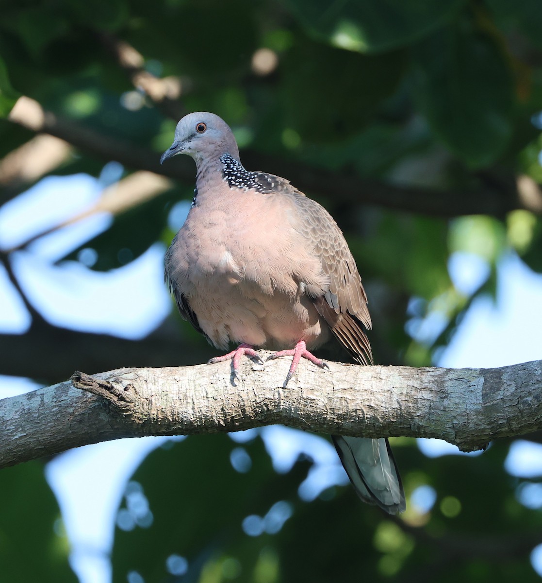 Spotted Dove - Simon Pinder