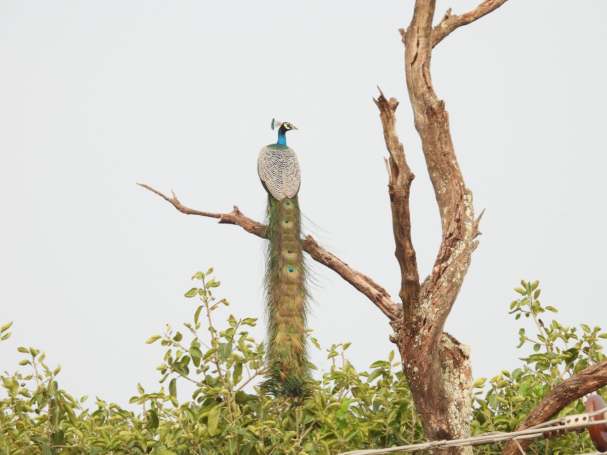 Indian Peafowl - Rahul Kumaresan