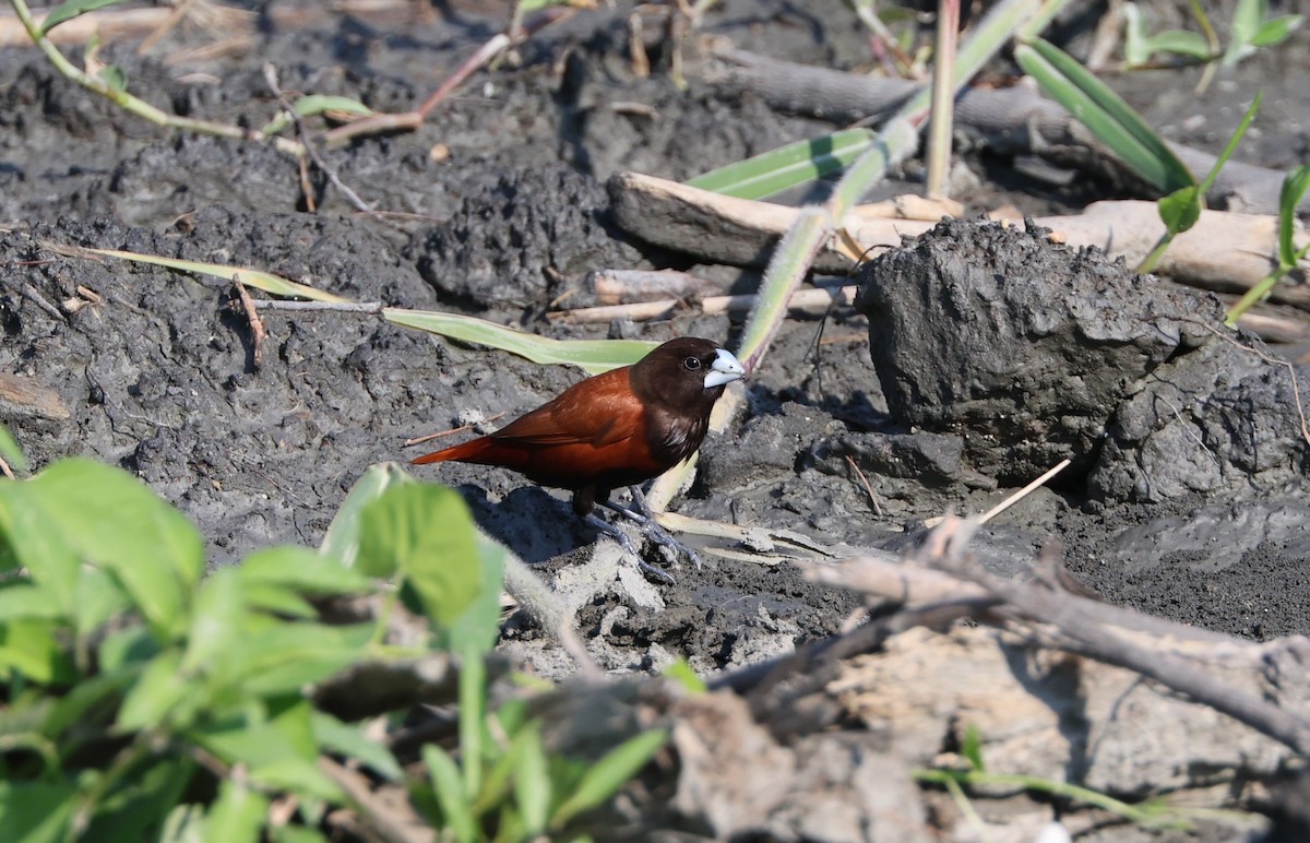 Chestnut Munia - Simon Pinder