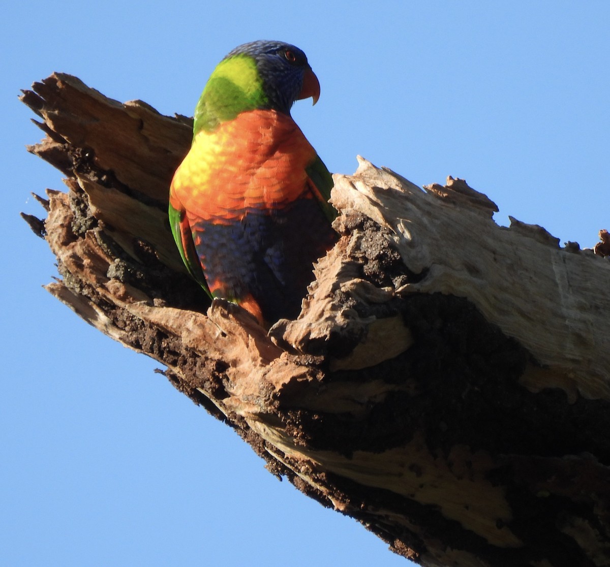 Rainbow Lorikeet - Maylene McLeod