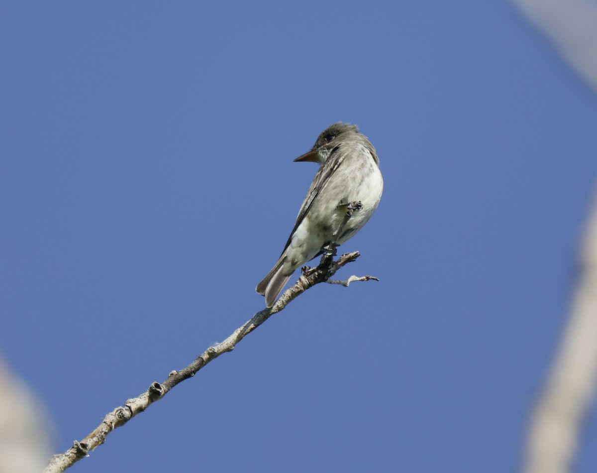 Olivflanken-Schnäppertyrann - ML619612952