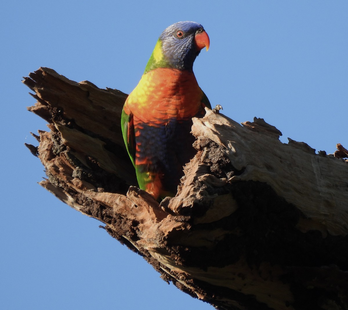 Rainbow Lorikeet - Maylene McLeod