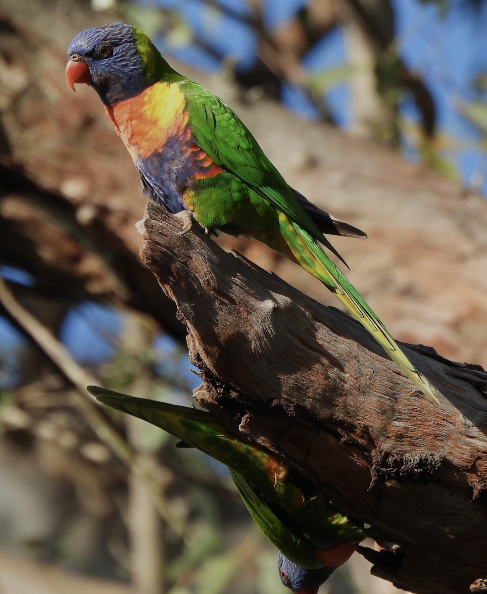 Rainbow Lorikeet - Maylene McLeod