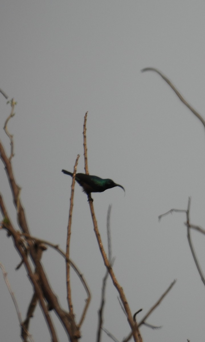 Loten's Sunbird - Rahul Kumaresan