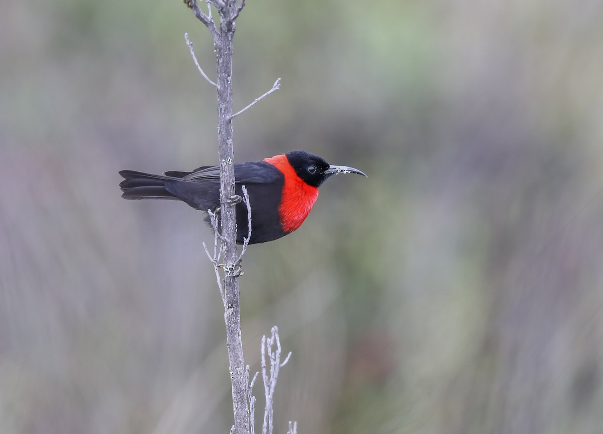 Red-collared Myzomela - Mike Edgecombe