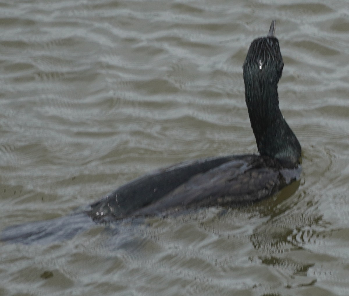 Double-crested Cormorant - John McCallister