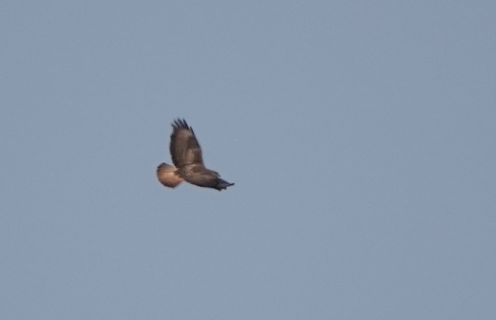 Long-legged Buzzard (Atlas) - François Duchenne