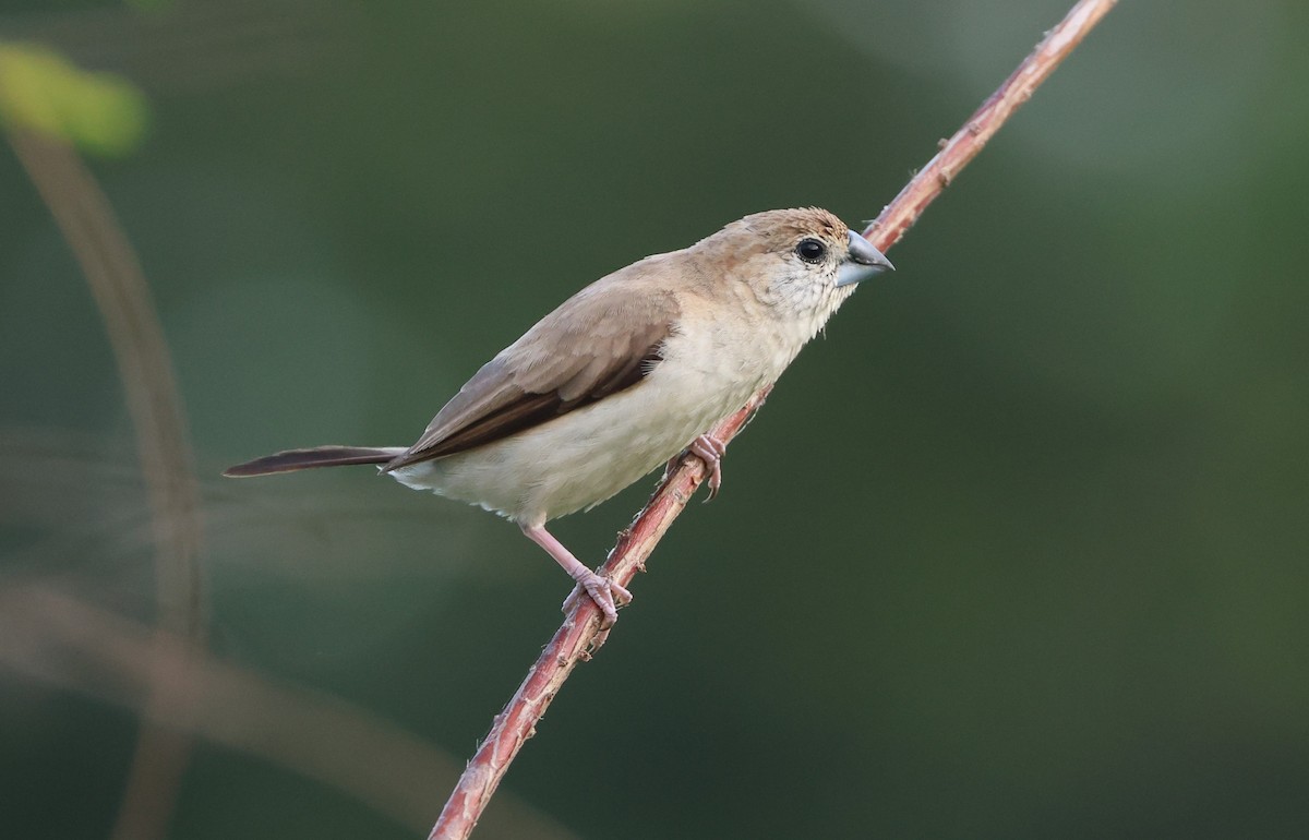 Indian Silverbill - Simon Pinder