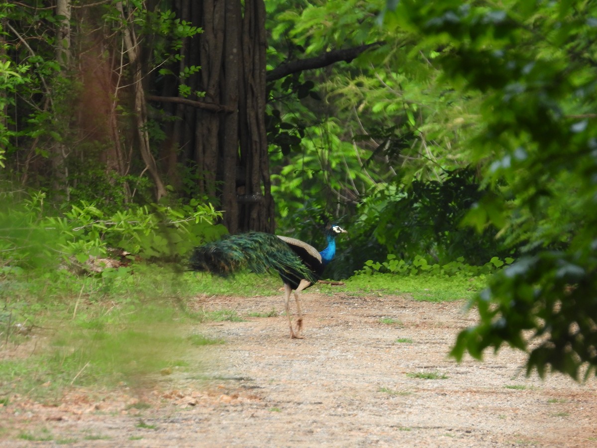 Indian Peafowl - Rahul Kumaresan