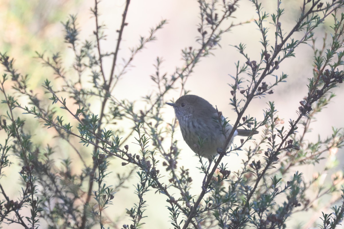 Brown Thornbill - GEOFFREY SHINKFIELD