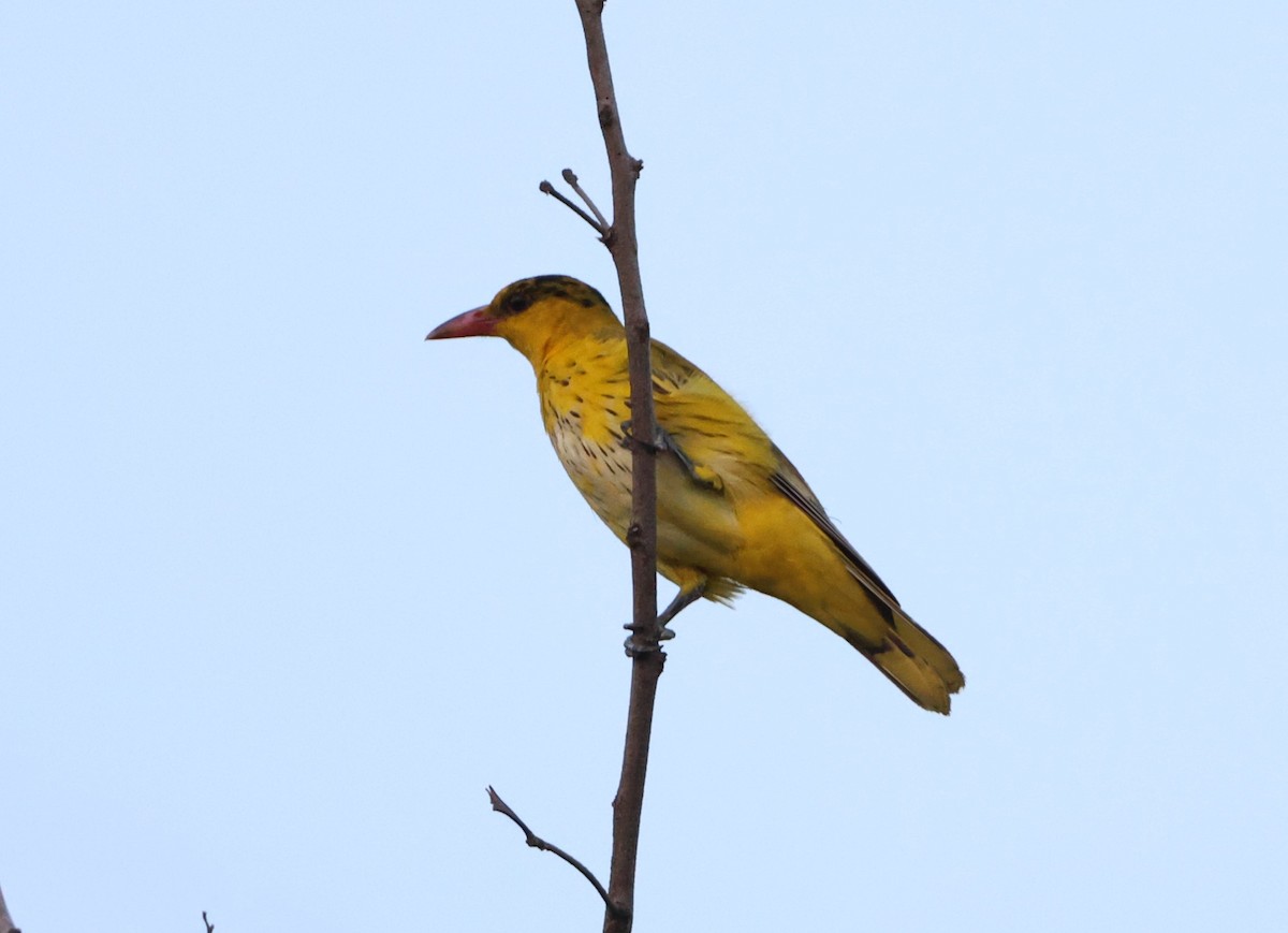 Black-naped Oriole - Simon Pinder