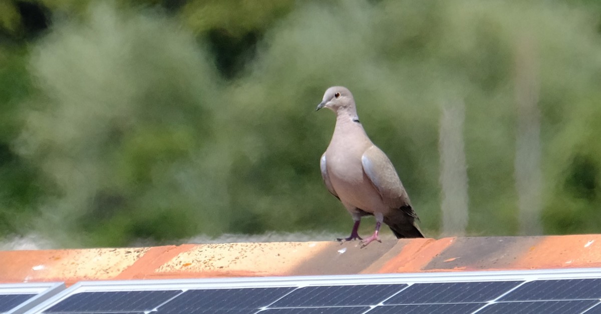 Eurasian Collared-Dove - Gonzalo Bel Lallave