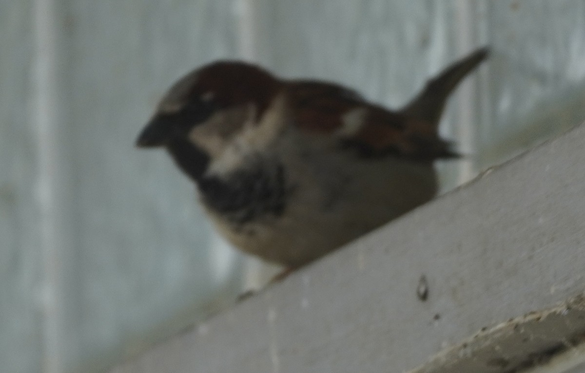 House Sparrow - John McCallister