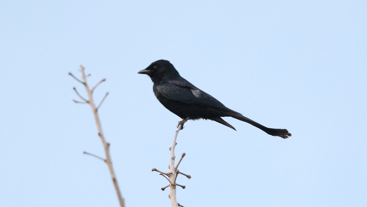 Black Drongo - Simon Pinder