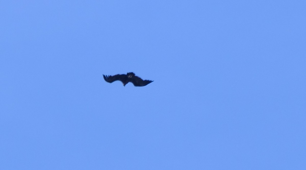 Cinereous Vulture - Gonzalo Bel Lallave