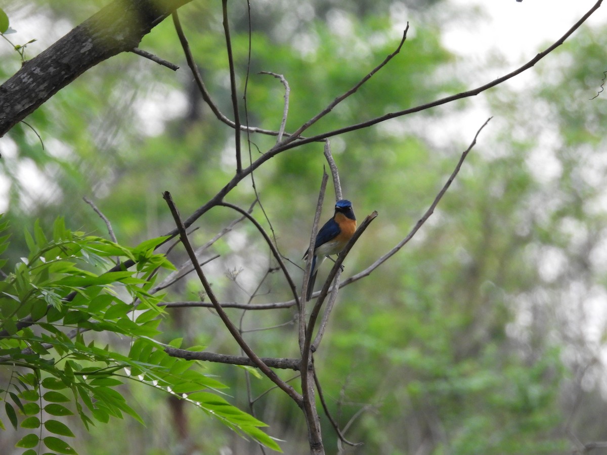 Tickell's Blue Flycatcher - Rahul Kumaresan