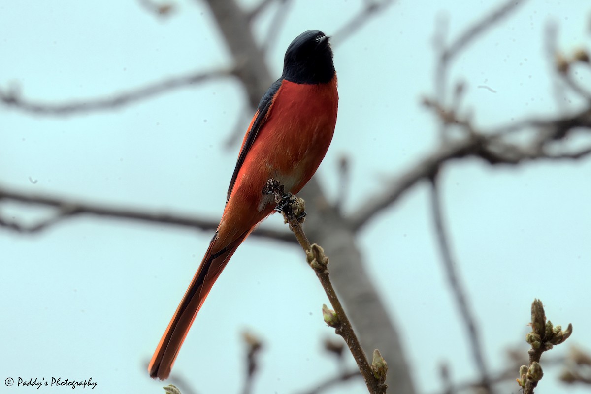 Scarlet Minivet - Padmanav Kundu