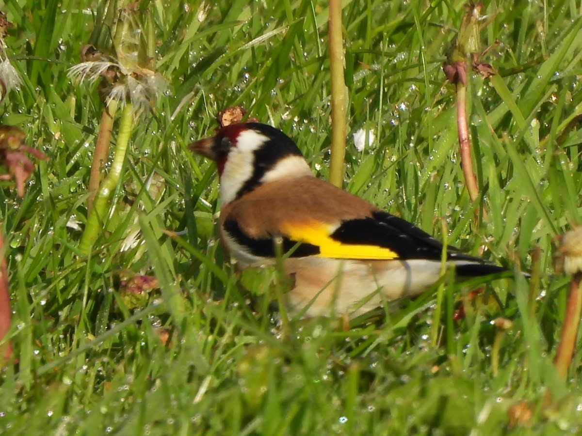 European Goldfinch - Gerald Moore