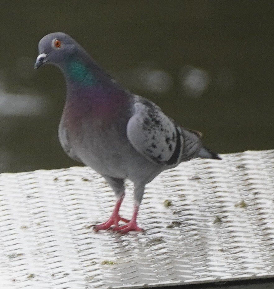 Сизый голубь (Одомашненного типа) - ML619613023