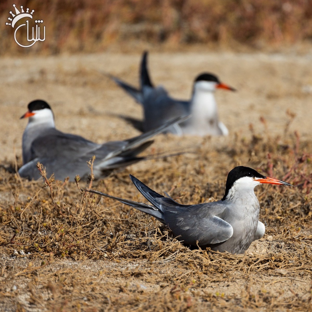 White-cheeked Tern - Mohamed Shah