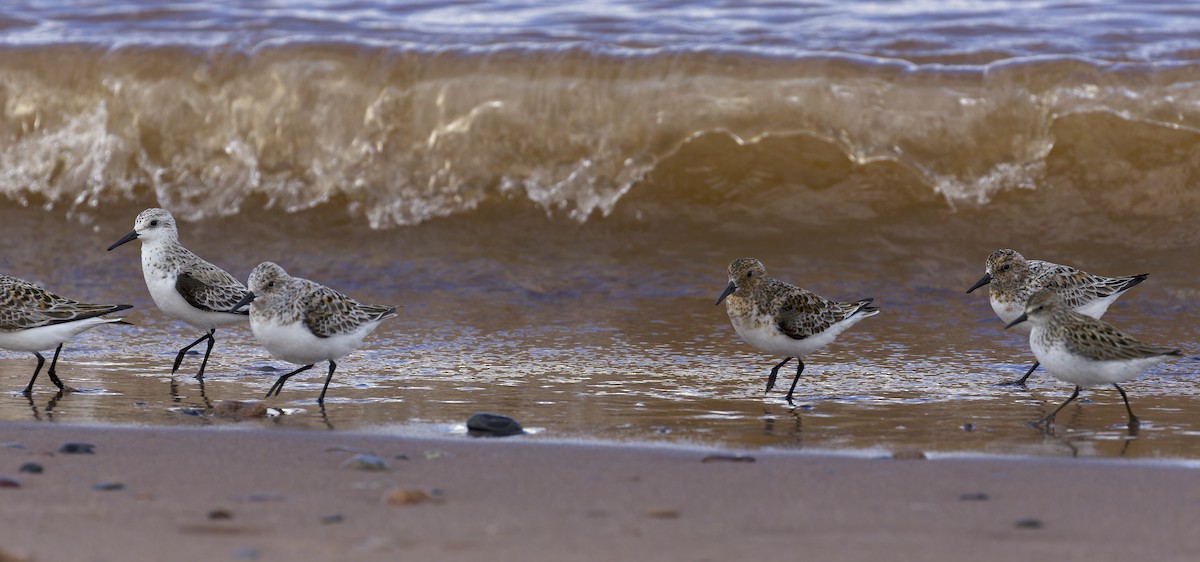 Sanderling - Yasushi Nakagawa