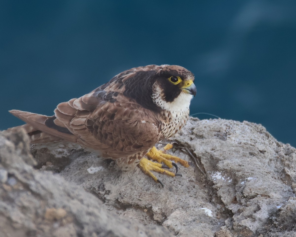 Peregrine Falcon - Canbulat Aydın