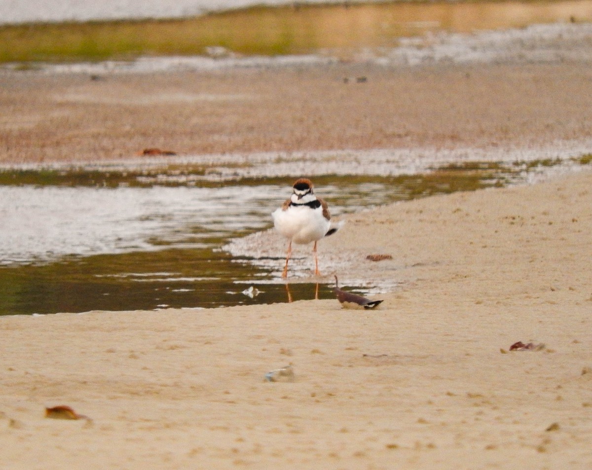 Collared Plover - Roberto Rebeque Junior