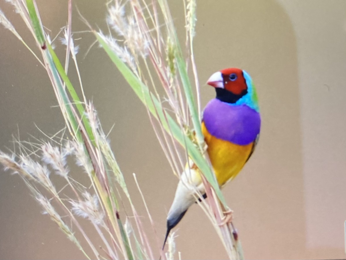 Gouldian Finch - ML619613097