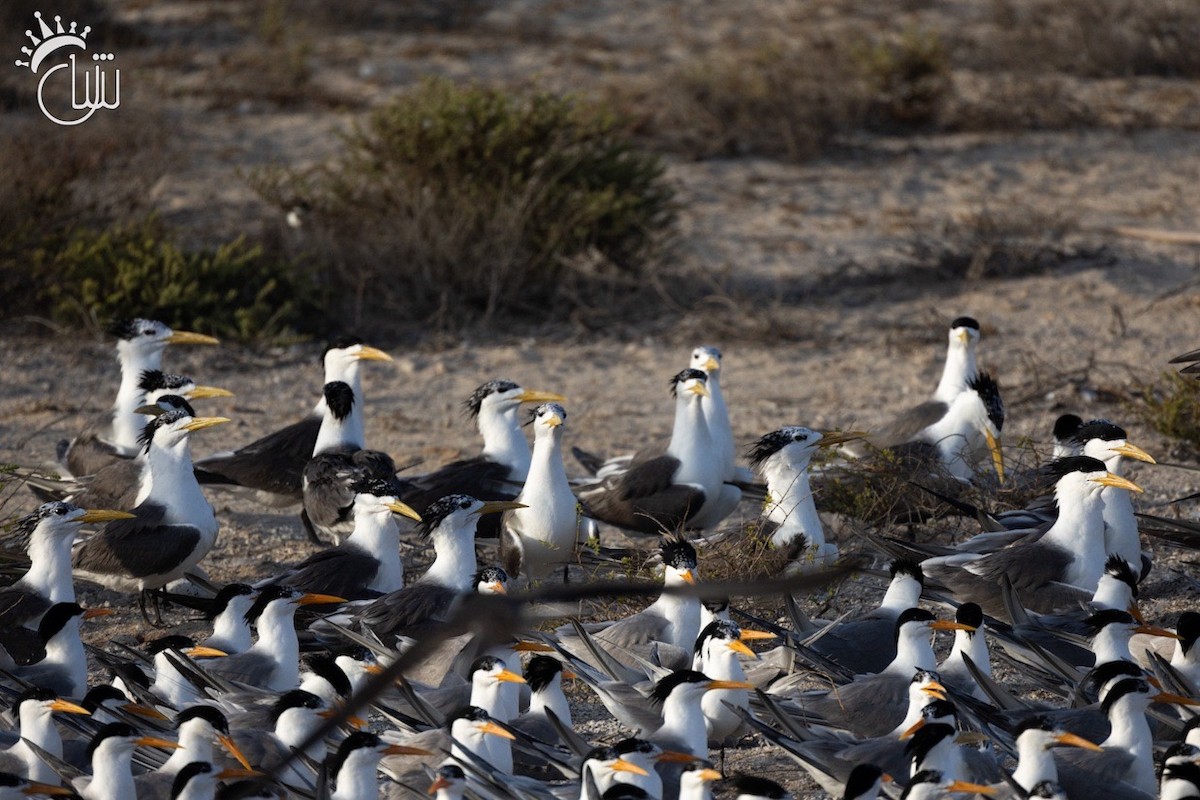 Great Crested Tern - Mohamed Shah