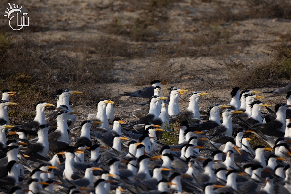 Great Crested Tern - Mohamed Shah