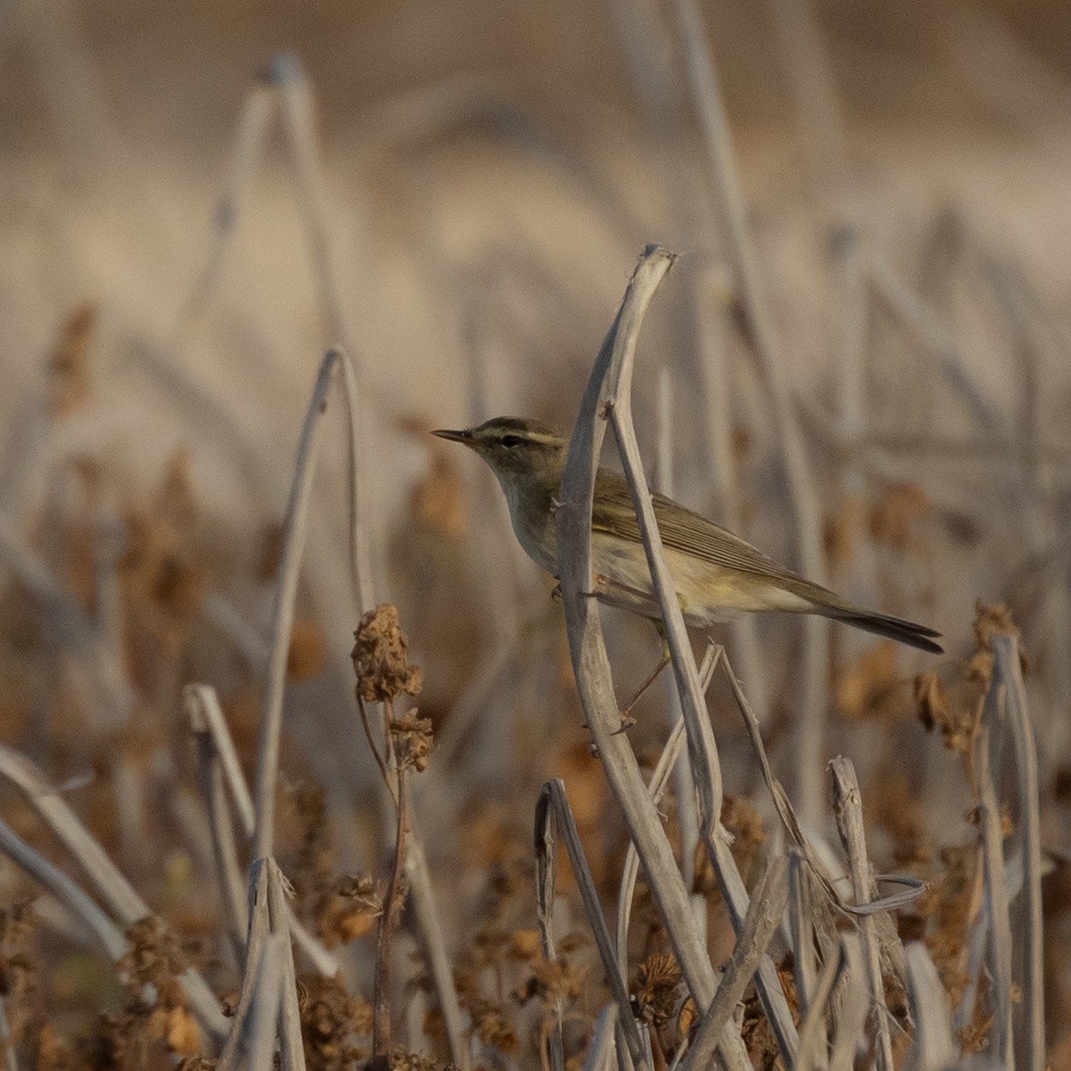 Willow Warbler - Mohamed Shah