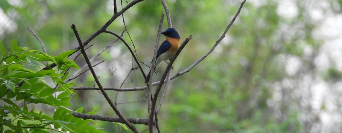 Tickell's Blue Flycatcher - Rahul Kumaresan