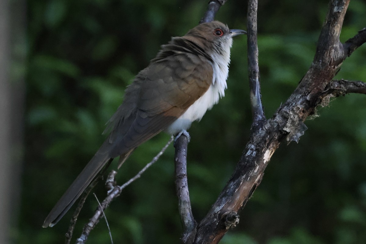 Black-billed Cuckoo - Marie Rust