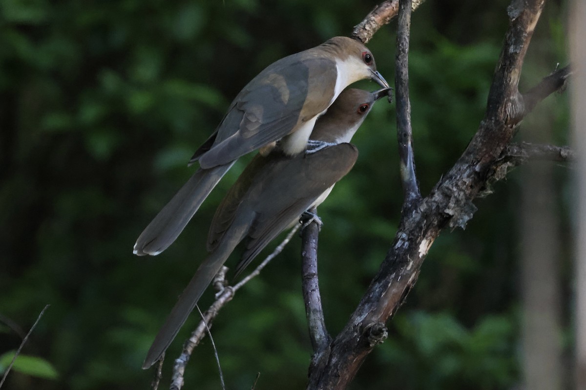Black-billed Cuckoo - Marie Rust