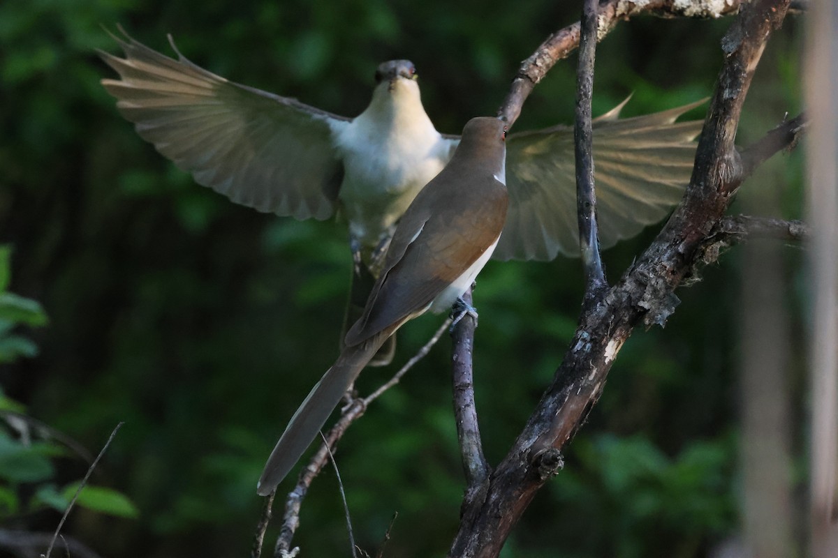 Black-billed Cuckoo - ML619613120