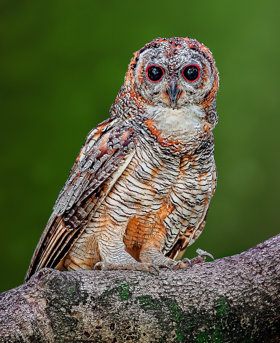 Mottled Wood-Owl - ML619613124