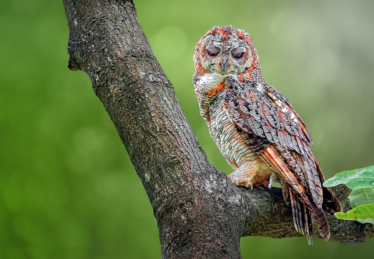 Mottled Wood-Owl - ML619613125