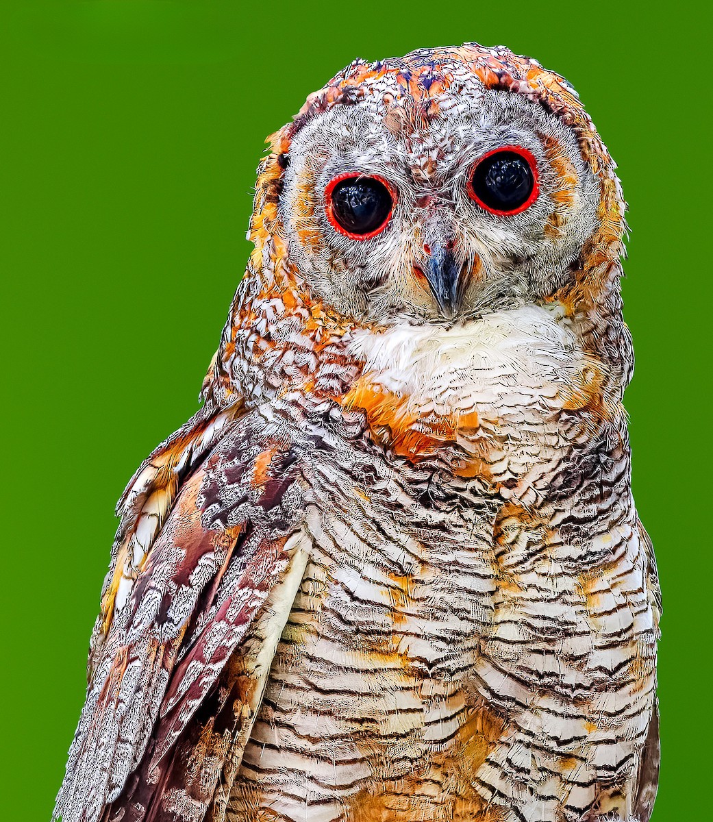 Mottled Wood-Owl - ML619613127