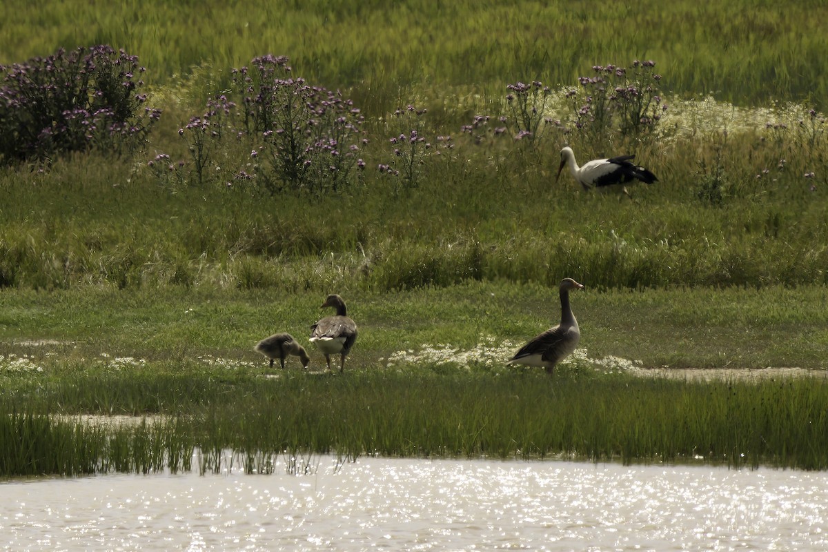 Graylag Goose - Catherine Miller