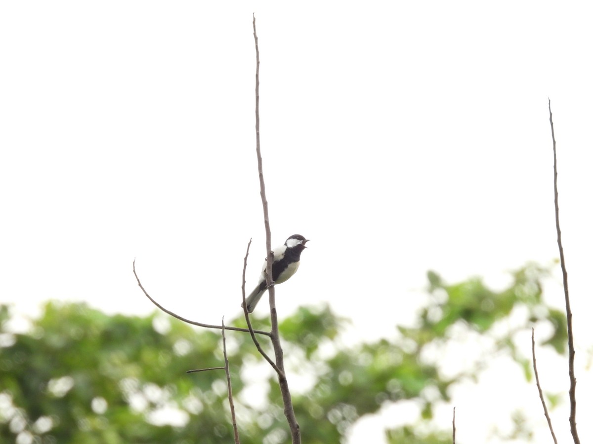 Cinereous Tit - Rahul Kumaresan