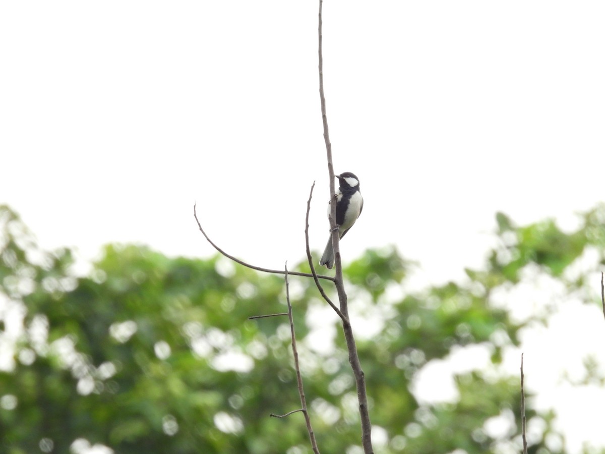 Cinereous Tit - Rahul Kumaresan