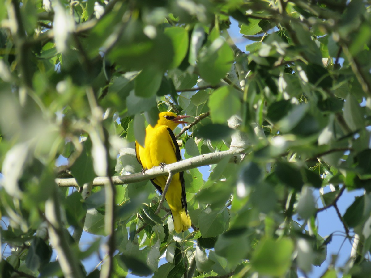 Eurasian Golden Oriole - Sofía González-Gallego MP