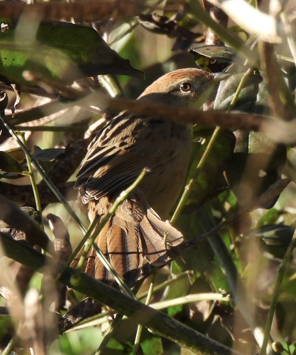 Tawny Grassbird - Maylene McLeod