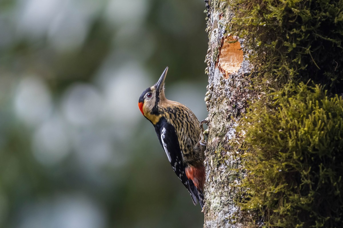 Darjeeling Woodpecker - ML619613147
