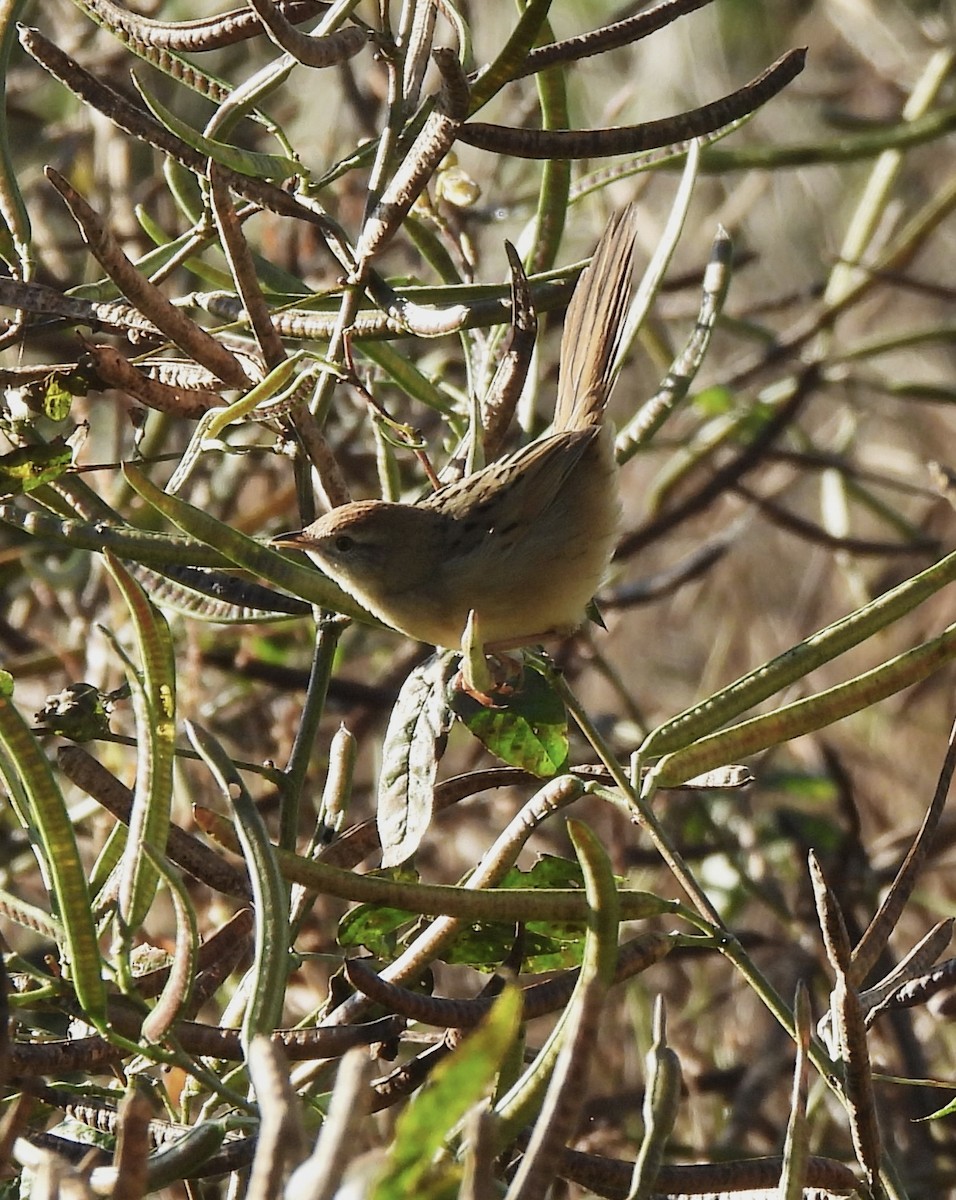 Tawny Grassbird - Maylene McLeod