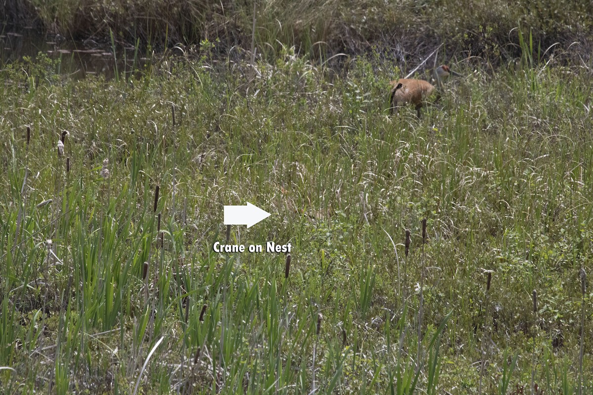 Sandhill Crane - ML619613162