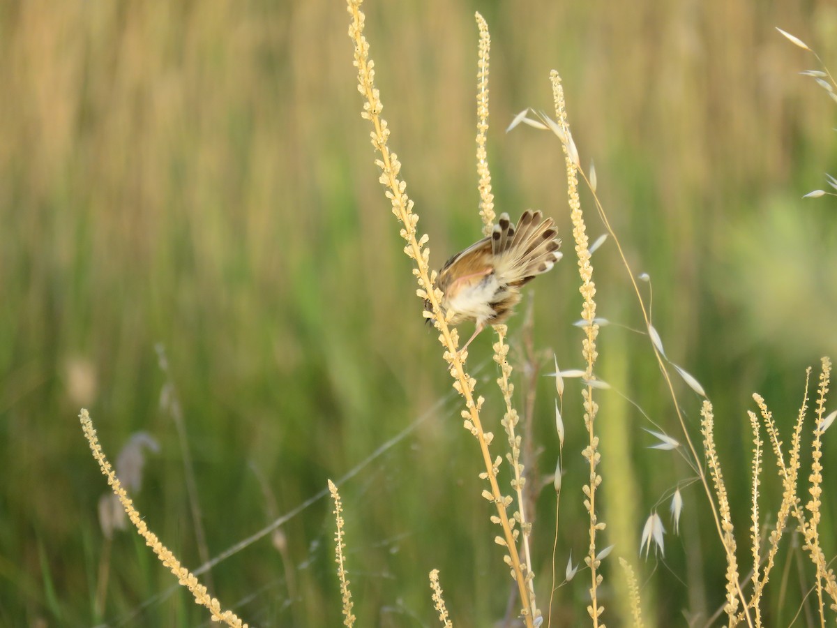 Zitting Cisticola - ML619613167