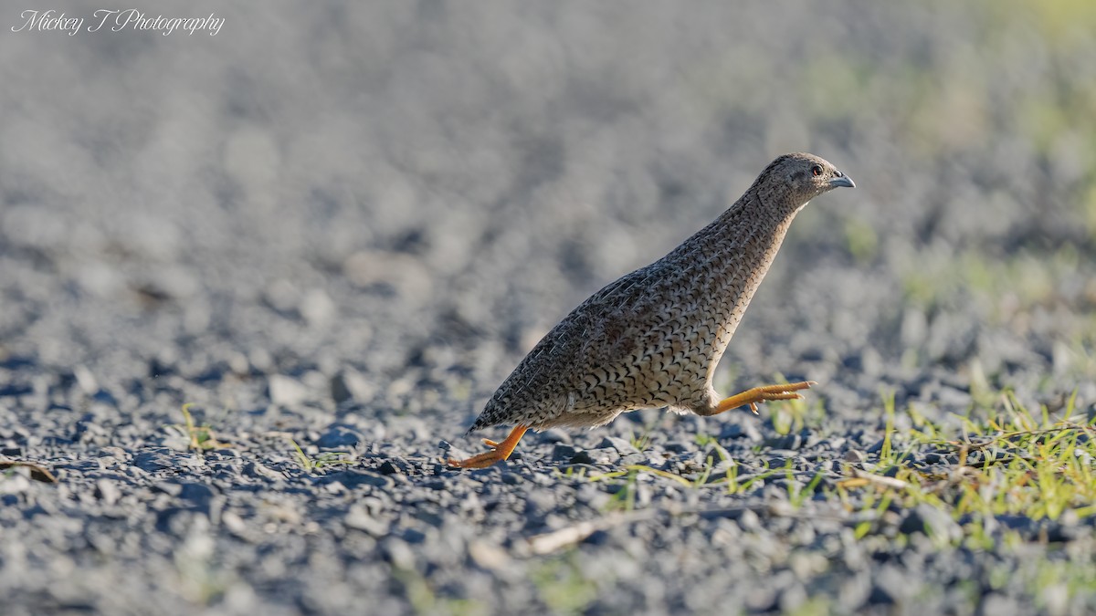 Brown Quail - ML619613168