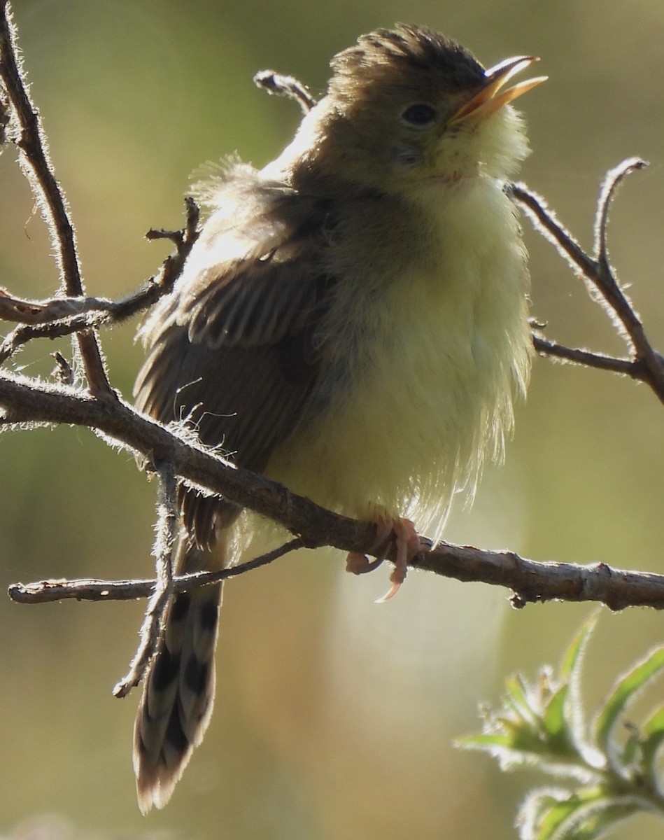 Golden-headed Cisticola - Maylene McLeod